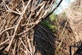 willow branches sculpture, witch hatch, castle, in sun set