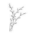 Willow branches. Spring flowering tree. Palm Sunday holiday Royalty Free Stock Photo