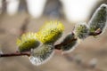 Willow branches  in the spring. Royalty Free Stock Photo