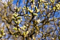 Willow branches in the spring. Tree branch with buds in the sun. Royalty Free Stock Photo