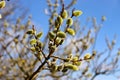 Willow branches in the spring. Tree branch with buds in the sun. Royalty Free Stock Photo