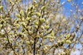 Willow branches in the spring. Tree branch with buds in the sun. Royalty Free Stock Photo