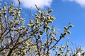 Willow branches in the spring. Tree branch with buds in the sun. Royalty Free Stock Photo