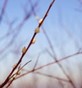 Willow branches start blossoming Royalty Free Stock Photo