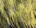 Willow branches sway in the spring breeze.