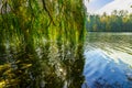 Willow Branches under River in Autumn season