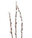 Willow branches. Watercolor element for Easter. Watercolour illustration isolated on white background.