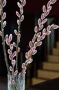 Willow buds branches in vase