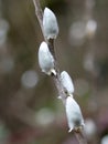 Willow Buds with Brown Background