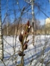 Willow buds close-up, spring catkins Royalty Free Stock Photo