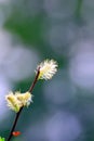 Willow buds