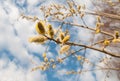 Willow buds