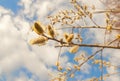 Willow buds