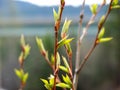Willow Buds in Spring