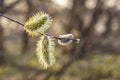 Willow buds on the tree