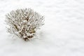 Willow bush branches under snow, after heavy snowfall and frost. Royalty Free Stock Photo