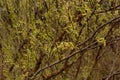 Willow bush branches with young leaves and yellow flowers in early spring Royalty Free Stock Photo