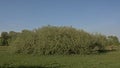 Big willow shrubs in the flemish countryside