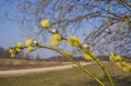 Willow bush with full-blown male pollen earrings.