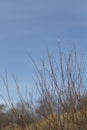 Willow bush with white buds during early spring Royalty Free Stock Photo