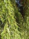 Willow bushes, branches and leaves of the tree, covering the sky.