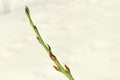 A willow bushes with swollen buds one branch with three buds on a bokeh background