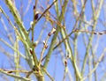 A willow bushes with swollen buds one branch with three buds on a bokeh background