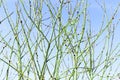 A willow bushes with swollen buds one branch with three buds on a bokeh background