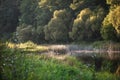 Willow bushes and willow branches along the river.