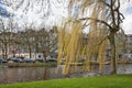 Willow on the canal coast. Amsterdam. Netherlands Royalty Free Stock Photo