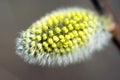 Willow catkin Royalty Free Stock Photo