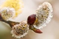 Willow catkin Royalty Free Stock Photo