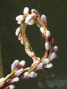 Willow Catkin Royalty Free Stock Photo