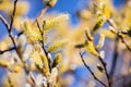 Willow catkin the first spring messenger