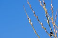Willow catkin the first spring messenger on a sky background, California Royalty Free Stock Photo