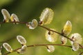 Willow catkin