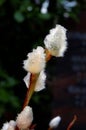 Willow catkin with rain drops Royalty Free Stock Photo