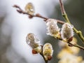 Willow catkin Royalty Free Stock Photo