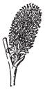 Willow catkin vintage illustration