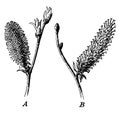 Willow Catkin vintage illustration