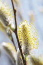 Willow Catkins Royalty Free Stock Photo
