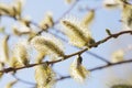 Willow Catkins Royalty Free Stock Photo