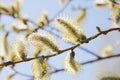 Willow Catkins