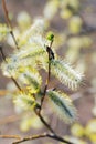 Willow Catkins Royalty Free Stock Photo