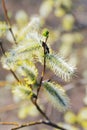 Willow Catkins