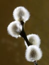 Willow catkins Royalty Free Stock Photo