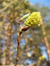 Willow catkins in bloom Royalty Free Stock Photo