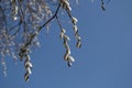 Willow catkins bloom on branches, adding a light, fluffy texture to the spring landscape. Royalty Free Stock Photo