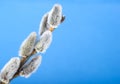 Willow catkins