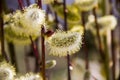 Willow catkins